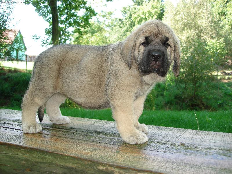 Foto: �pan�lsk� mastin-Lucero Mastibe-6 t�dn�