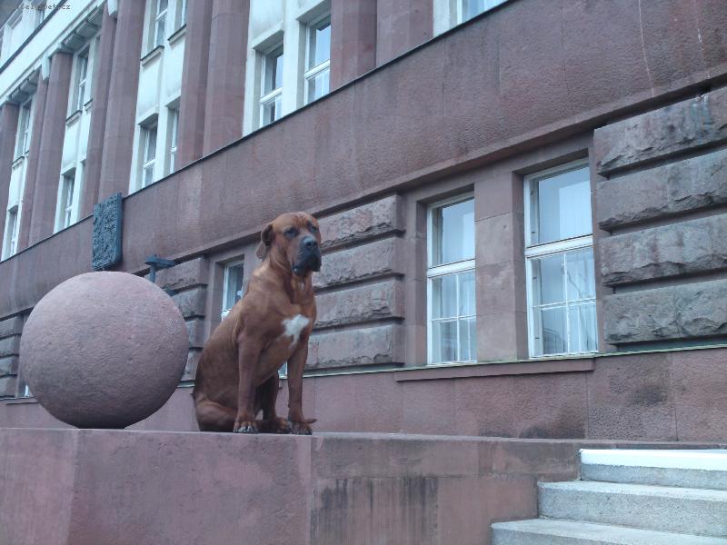 Foto: P�ed souden na Pankr�ci-Jeden�sti m�s��n� �t���