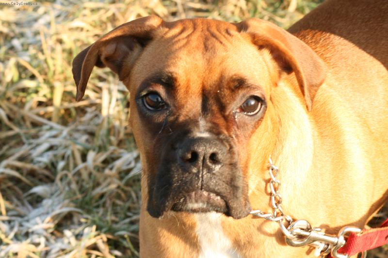 Foto: Corinka-na prochazce