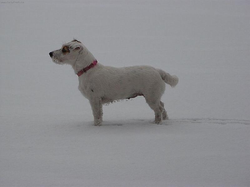 Foto: Wabirka na led�-Wabirka byla poprv� na rybn�ku