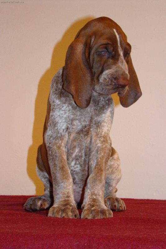 Foto: Agrippina di Witigenove-fena plemene italsk� oha� st���  7 t�dn�