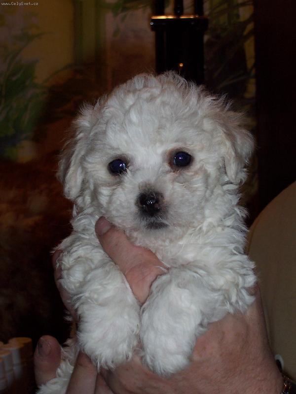 Foto: nov� p��r�stek