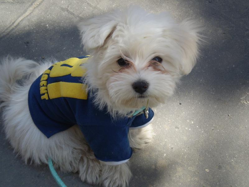 Foto: FALCO-NAS KRASAVEC...