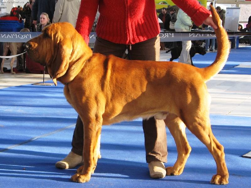 Foto: Almond Bascoretta - 1 rok-Mond�k u� p�kn� vyrostl