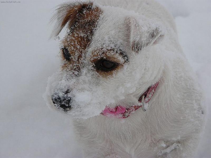 Foto: Zasn�en� Wabira Drapichrust-Wabirka norovala my�i�ku ve sn�hu