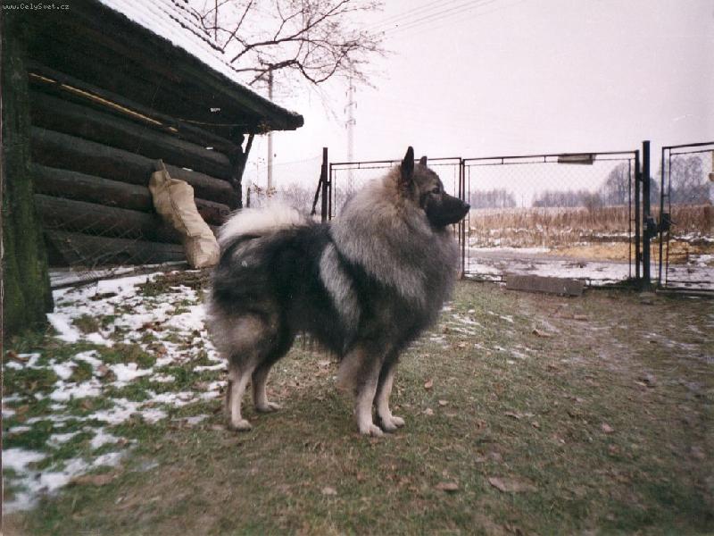 Foto: Vl�� �picov� z ch. s. Re-Jan Moravia-Akimm Re-Jan Moravia - http://re-janmoravia.ic.cz