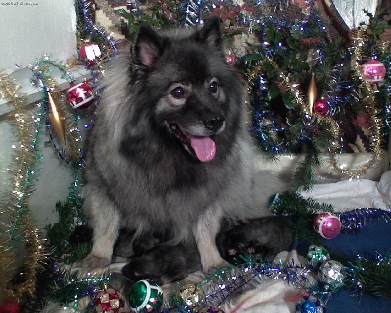 Foto: Re-Jan Moravia-Zuza Punkt Widzenia a vrh Ch. Re-Jan Moravia 12/2008