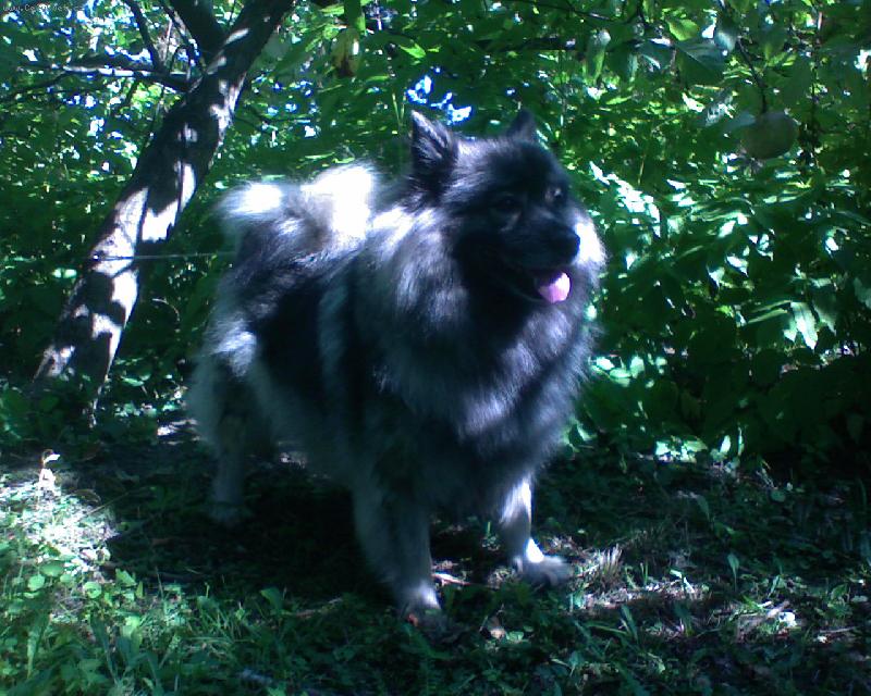 Foto: Re-Jan Moravia - N�meck� �pic vl��-Zuza Punkt Widzenia - vl�� �pic