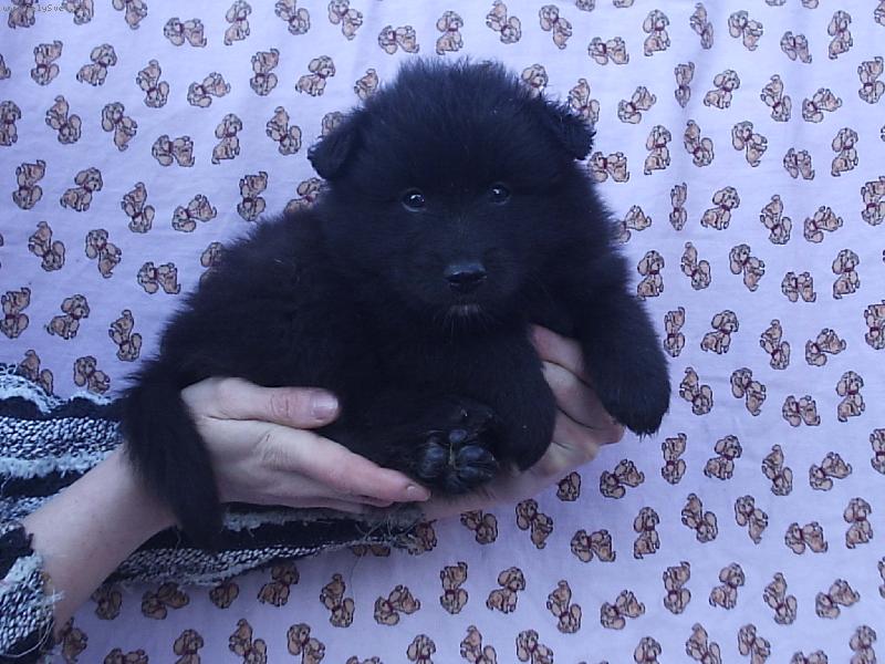 Foto: �t�n� velk�ho �ern�ho �pice B. Black Re-Jan Moravia-�t�n� velk�ho �ern�ho �pice B. Black Re-Jan Moravia