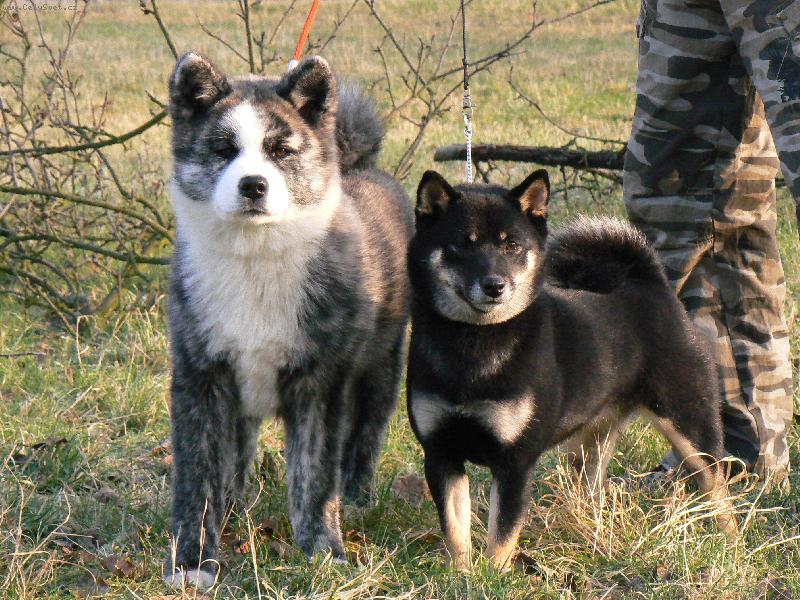 Foto: akita a shiba-Kaori a Piki v�noce 2008