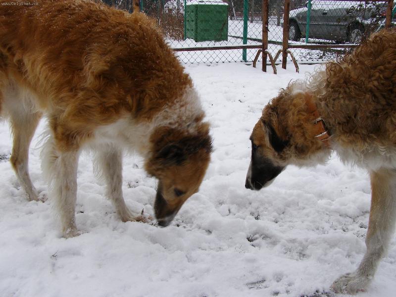 Foto: Audrey a Carmino z Vi��ov�ho kv�tu