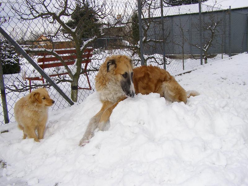 Foto: Carmino z Vi��ov�ho kv�tu a vo��ek Bety