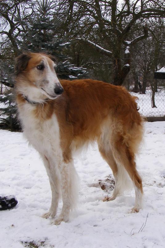 Foto: Pallida Aglaja - CHS z Vi��ov�ho kv�tu