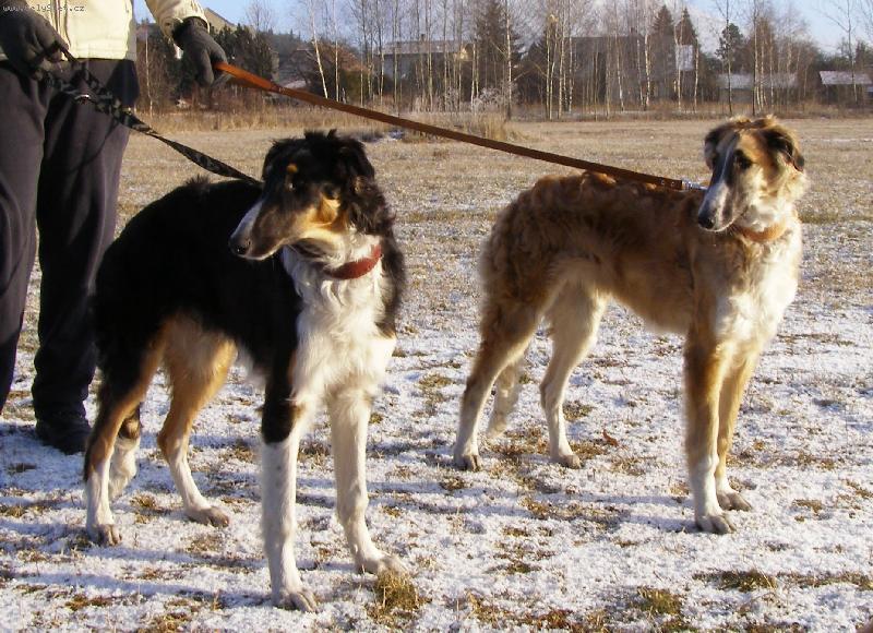 Foto: Captain Cook a Carmino z Vi��ov�ho kv�tu