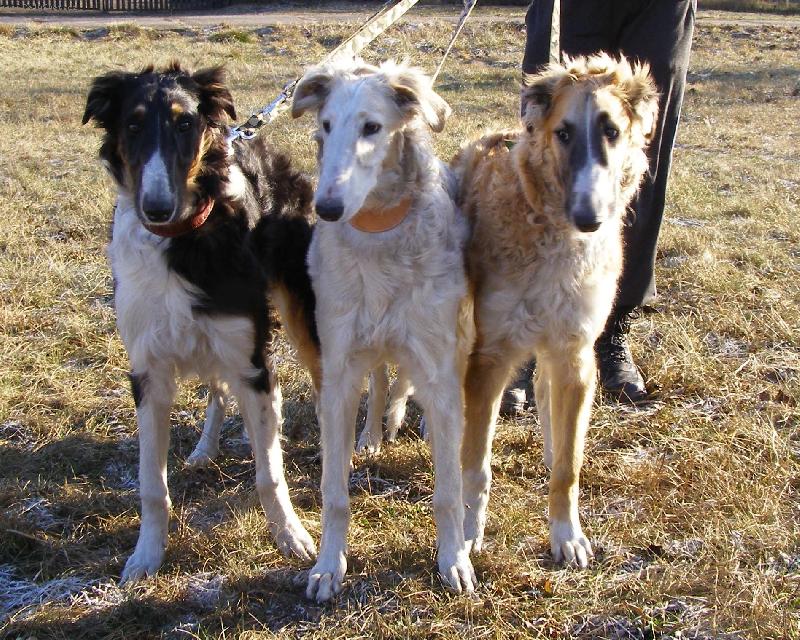 Foto: Captain Cook, C"Snow Flake a Carmino z Vi��ov�ho kv�tu