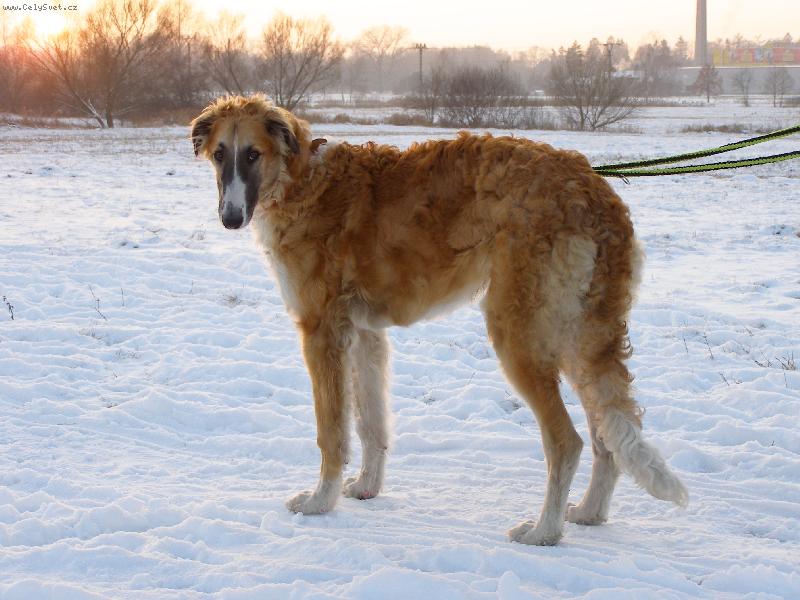 Foto: Carmino z Vi��ov�ho kv�tu