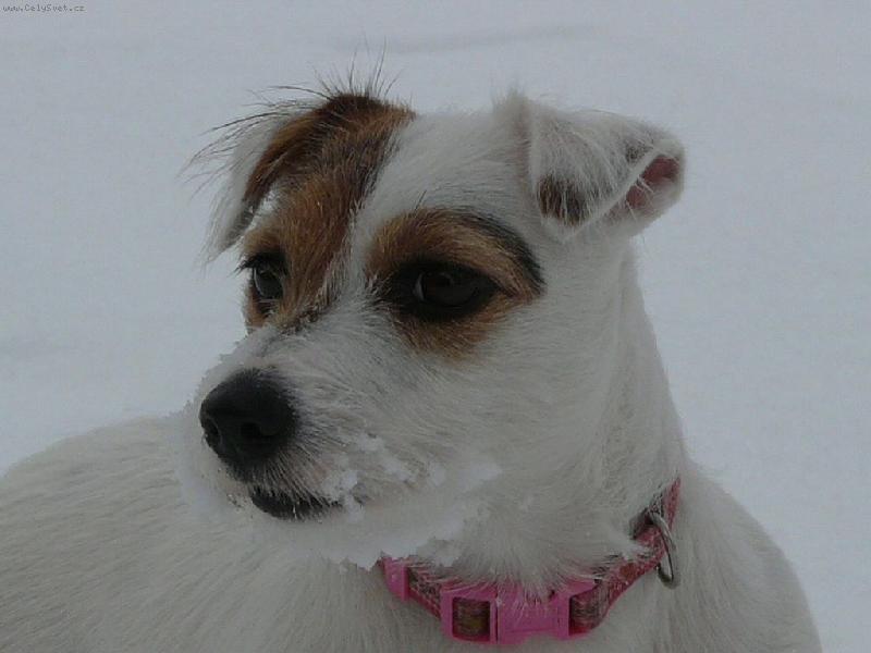 Foto: Wabira-Wabira na sn�hu