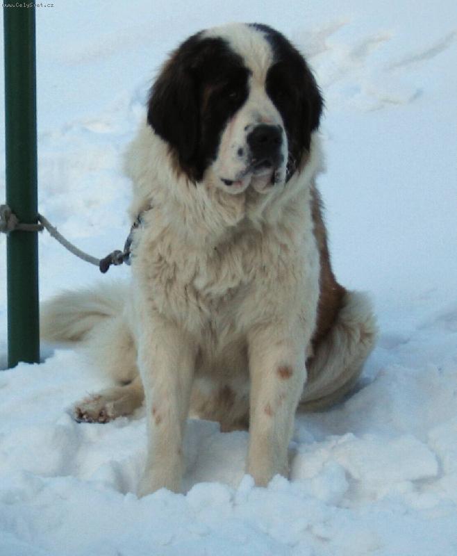 Foto: Am�lka Z rod� Romanovc�