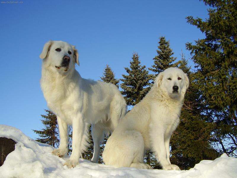 Foto: Zima je kr�sn�-Ajka Fin�v dv�r a Athy B�l� r�j