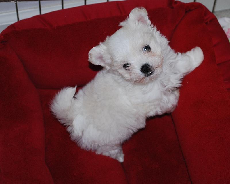 Foto: Puppy Maltese-Toby s New bed