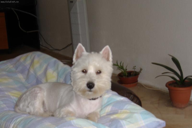 Foto: Terrynek-Takhle se n�m spink� nejl�pe.. v posteli