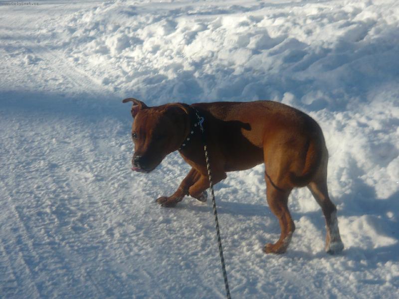 Foto: Fiona-Fiona a prvn� sn�h