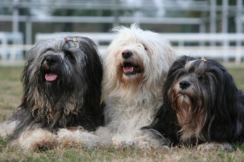 Foto: Tibetsk� teri�r-Nami, Byema, As�k