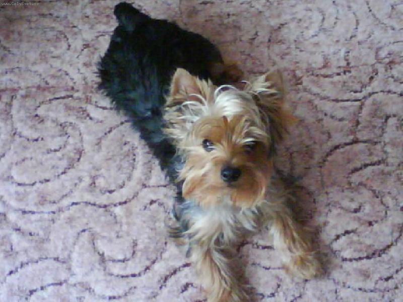 Foto: m�j mil��ekTerry-kuk