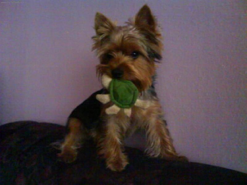 Foto: m�j mil��ekTerry-ulovil jsem �elvi�ku