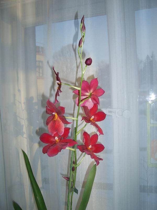 Foto: radost p�i ka�d�m pohledu i p�ivo�en�