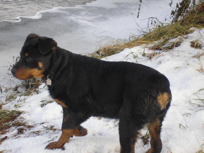 Foto: Daffy-Daffy na proch�zce