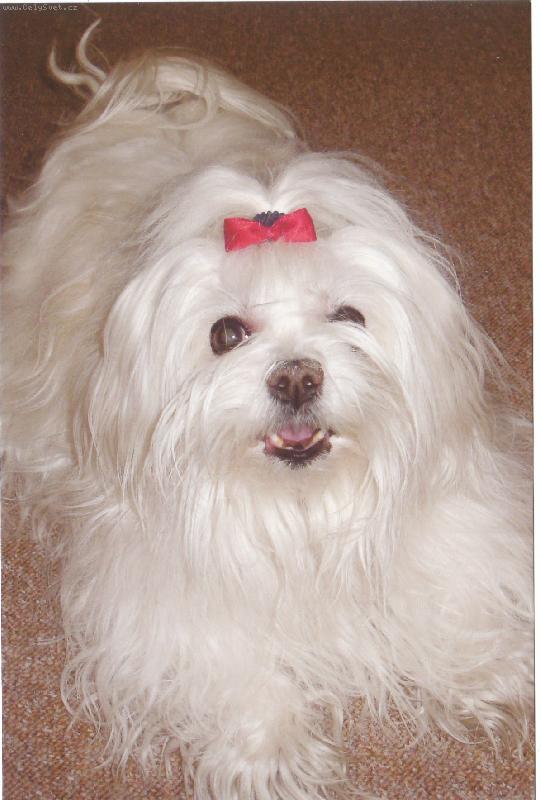 Foto: Moje Ad�lka-St�le komunikuje-r�da a o �emkoli