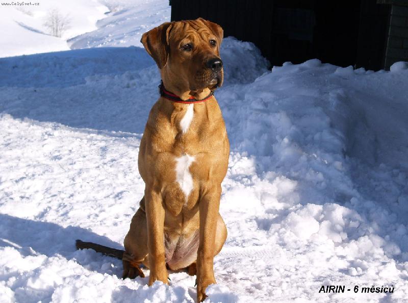 Foto: Airin - 6 m�s�c�-Airin Aschabey - na hor�ch