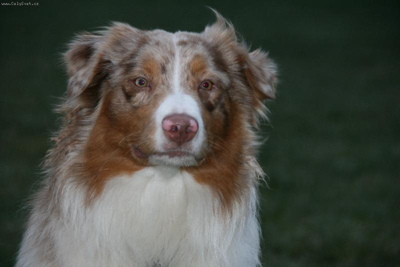 Foto: Gucci Glance Puella Fera