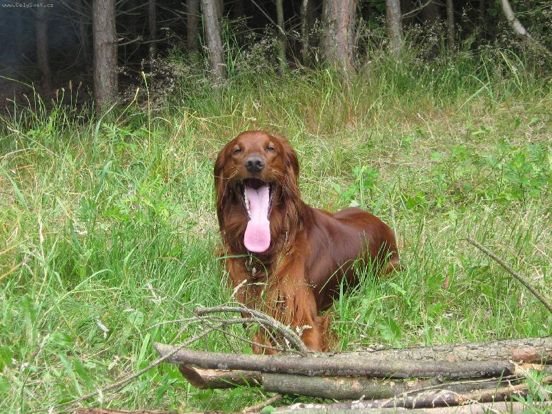 Foto: Monty odpo��v�-kachnu jsem nechytil