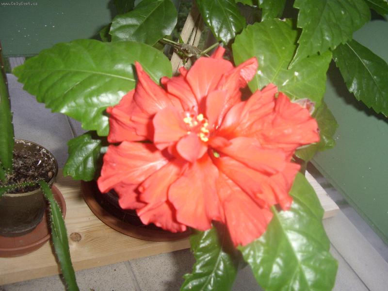 Foto: Loni v l�t�-Takto n�m vy�ly t�i kv�ty.