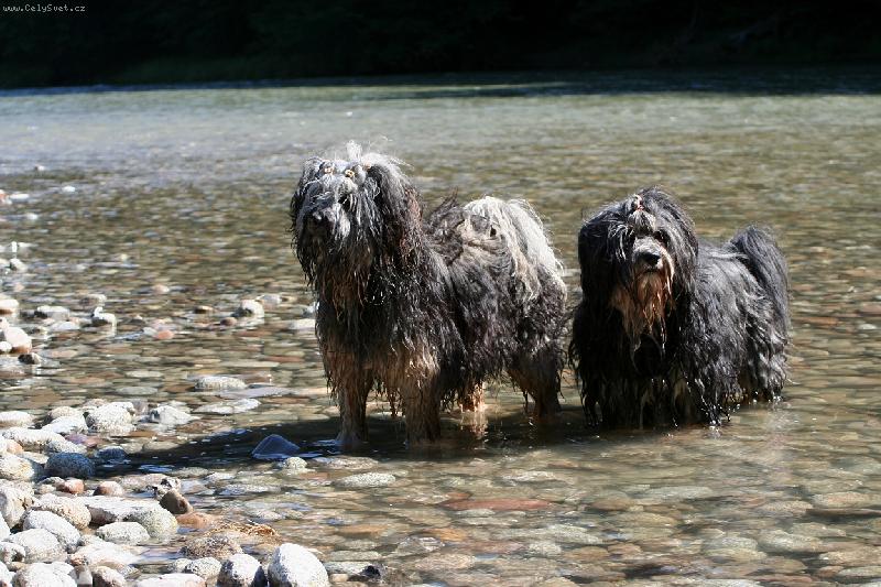 Foto: Nam�k a As�nek ve vod�