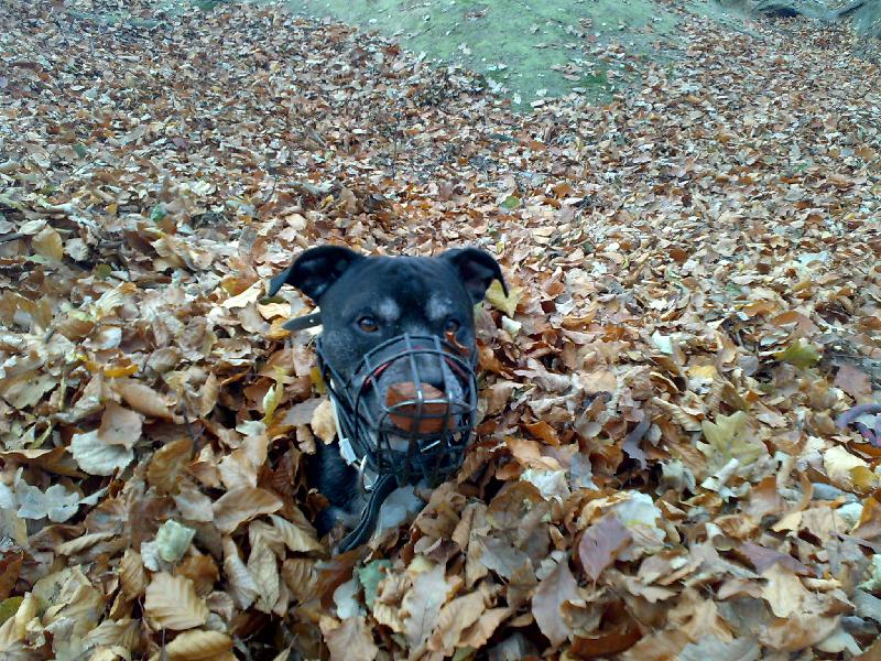 Foto: Bobo v list�-nen� nad pohodl�