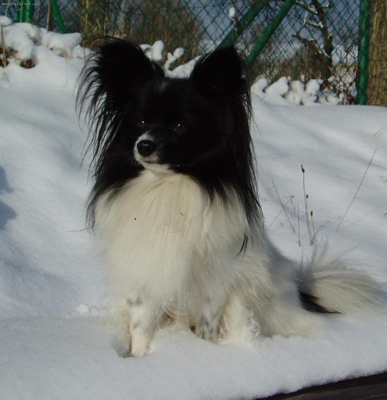 Foto: Ali Dejvick� kv�tko