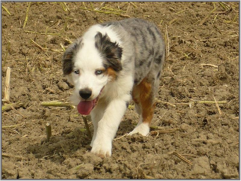 Foto: australsk� tyg��k