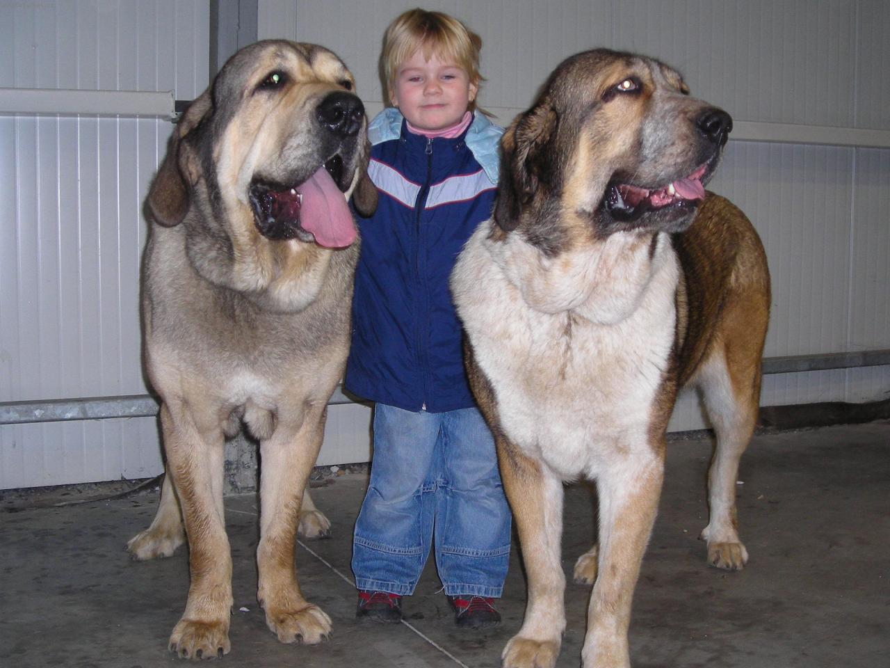 Foto: Na�i mastini a na�e Maru�ka-Abbigail z Polabsk�ch blat, Freon z Kreje sokol�