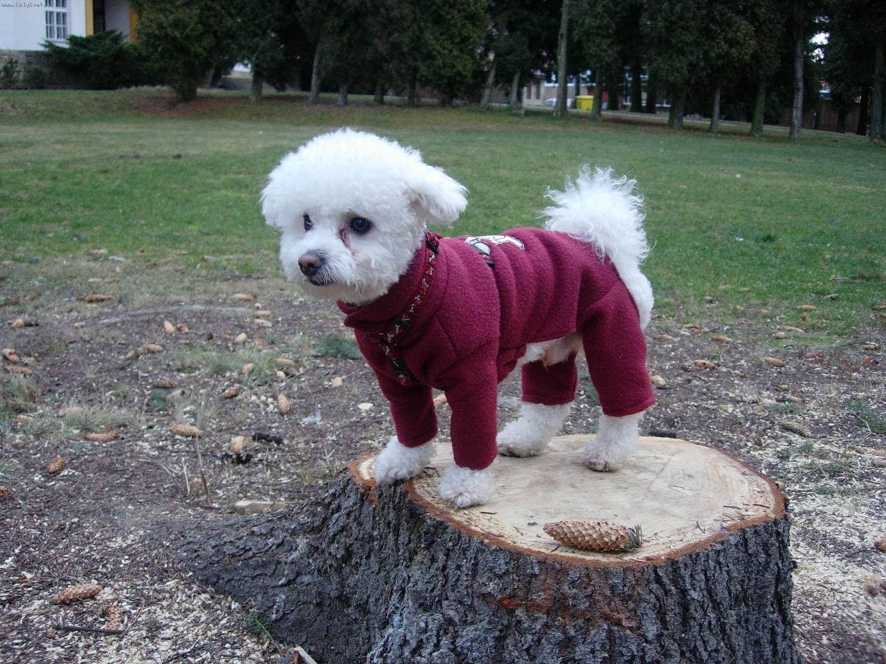 Foto: Sopt�k ve sv� nejnov�j�� mikince-slu�� slu��