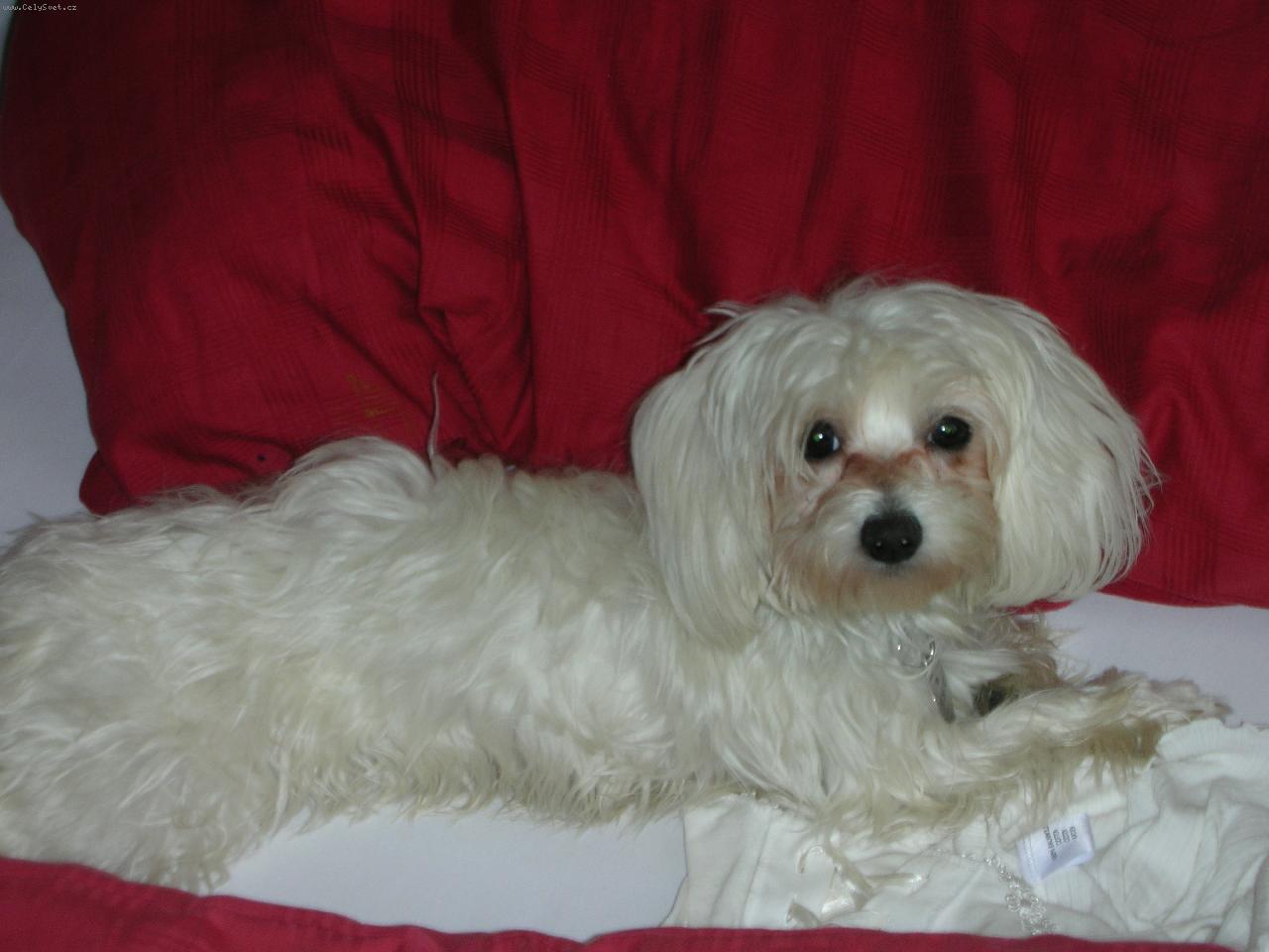 Foto: Beky-Jako kr�lovna...