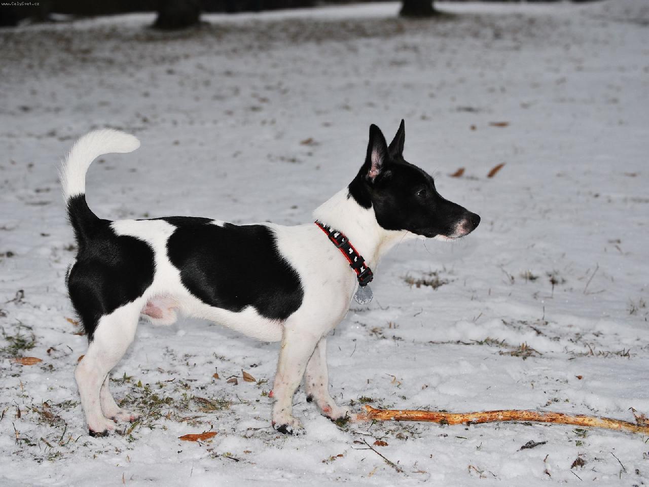 Foto: �iko-Jsem fe��k :)