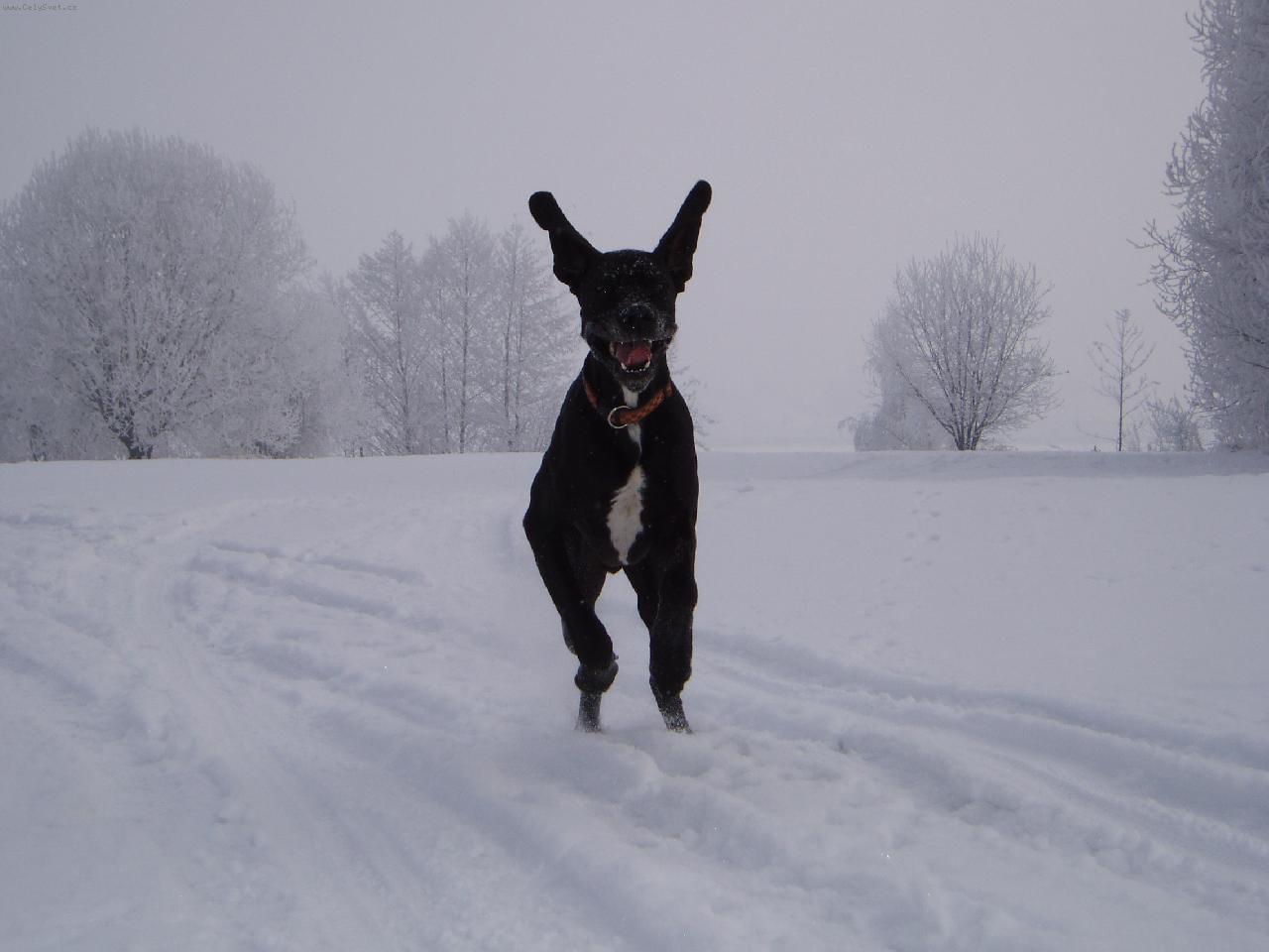 Foto: zimn� radov�nky-Coffiho ksicht�k �t�st� :)