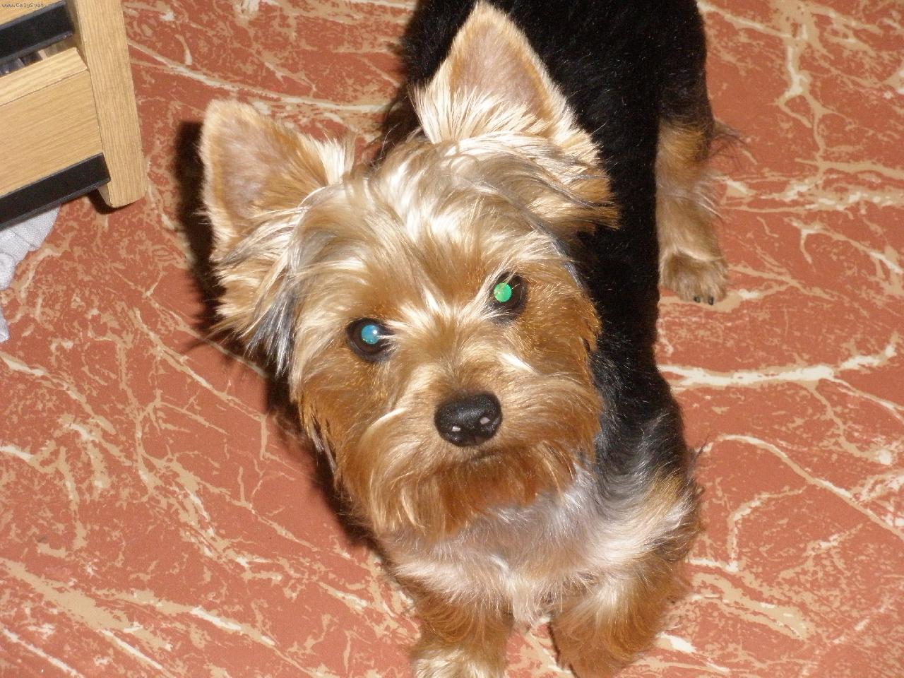 Foto: m�j mil��ek Terry-kuk:)