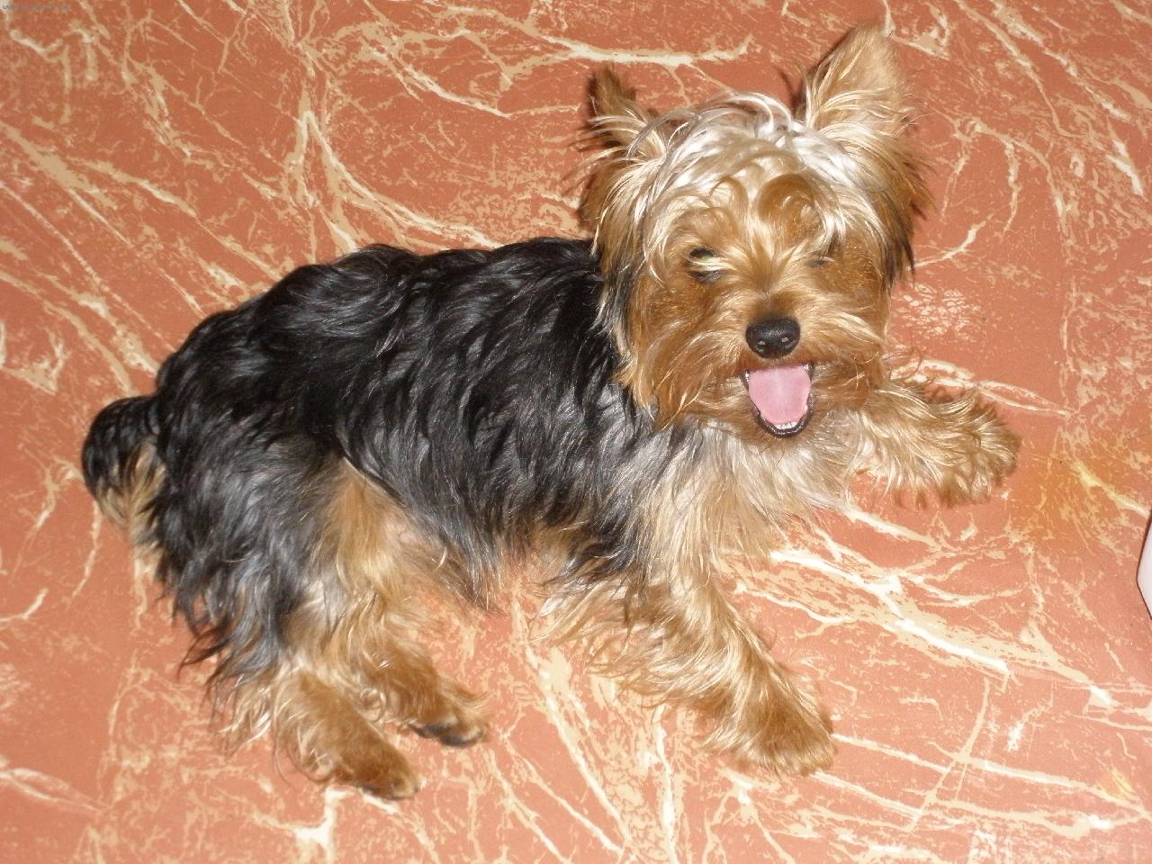 Foto: m�j mil��ek Terry-asi t� snim:)