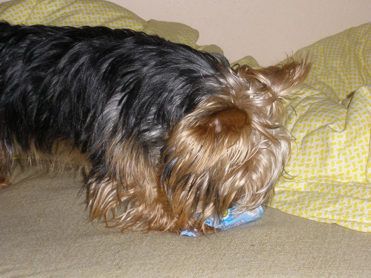 Foto: m�j mil��ek Terry-to se to trh�:)