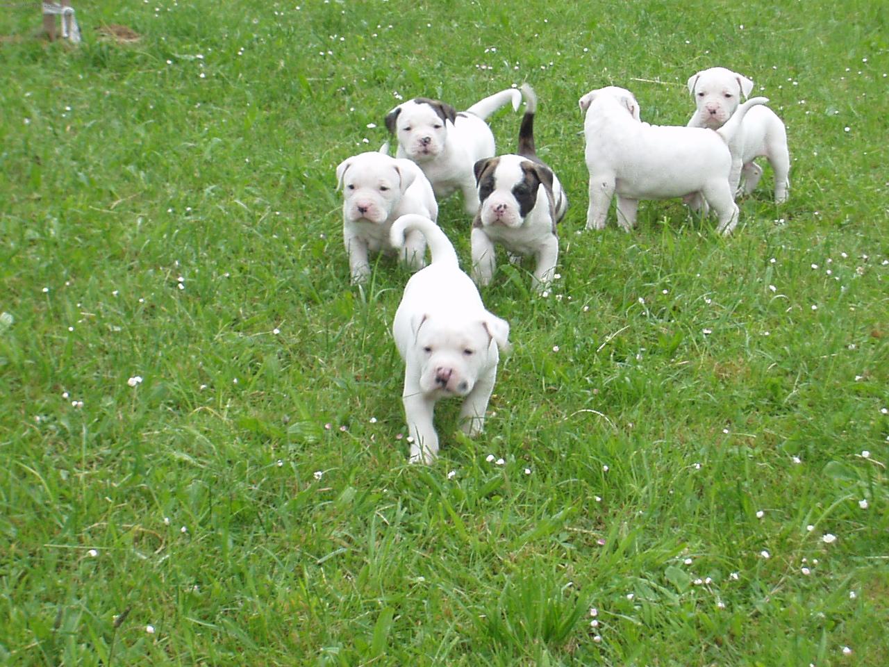 Foto: annie,adam,ares,amir,argon,adolf