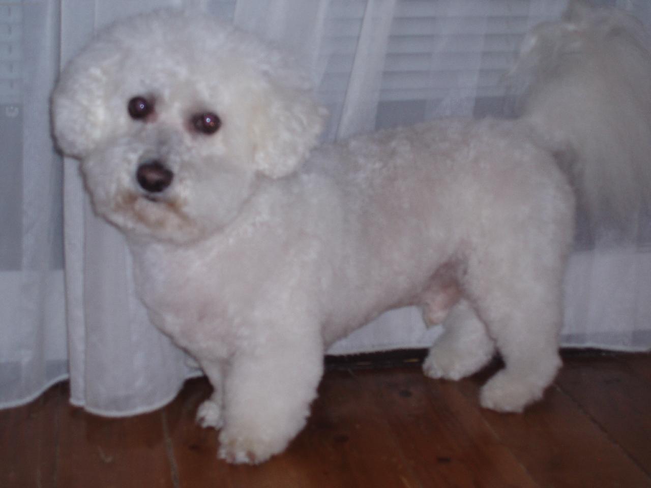 Foto: lojidna m�j bi�onek-no co dodat �e je kr�sn�